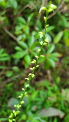 Persicaria virginiana