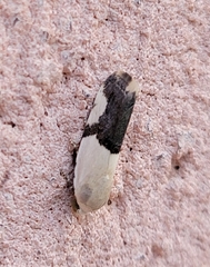 Ponometia cuta