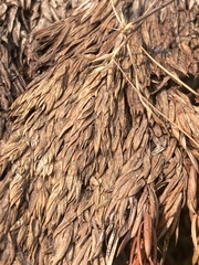 Herpotrichia juniperi