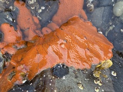 Botrylloides violaceus