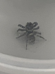 Hasarius adansoni