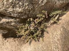 Myriopteris gracillima