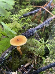 Cystoderma
