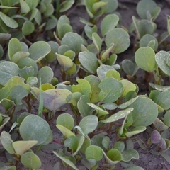 Trianthema portulacastrum