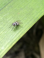 Anthomyia pluvialis