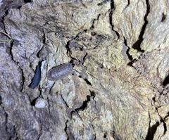 Holoverticata