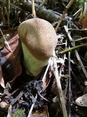 Lycoperdon echinatum