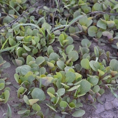 Trianthema portulacastrum