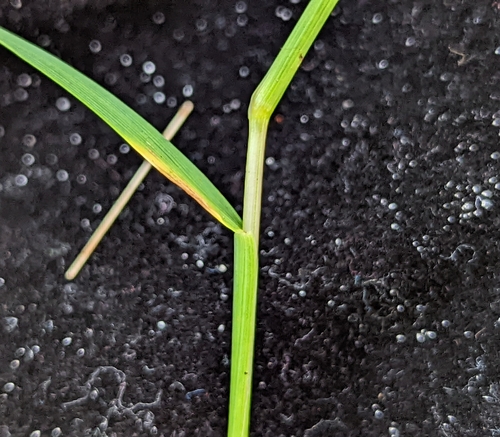Sacciolepis indica
