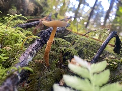 Cystoderma