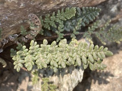 Myriopteris gracillima