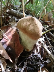 Lycoperdon echinatum