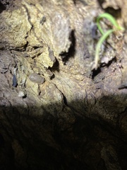 Holoverticata