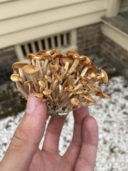 Desarmillaria