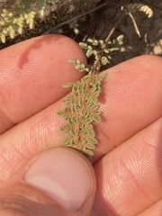 Myriopteris gracillima