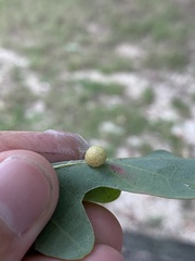 Acraspis pezomachoides