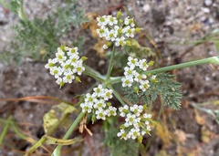 Tordylieae