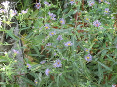 Symphyotrichum firmum