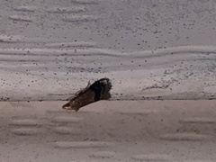 Eulogia ochrifrontella