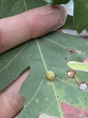 Acraspis pezomachoides