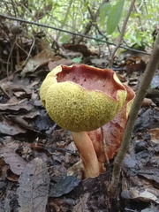 Aureoboletus flaviporus
