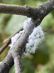Prociphilus tessellatus