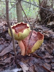 Aureoboletus flaviporus