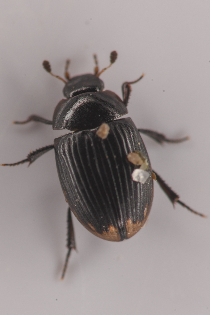 Water scavenger beetle