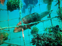 Oxycheilinus digramma