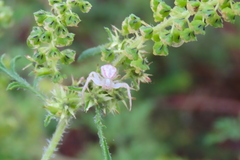 Misumena vatia
