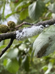 Prociphilus tessellatus