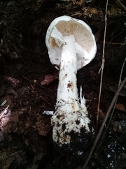 Phalloideae