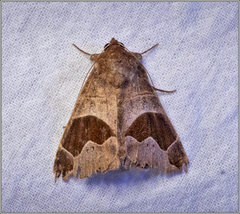 Bastilla solomonensis