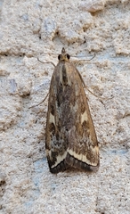 Loxostege allectalis