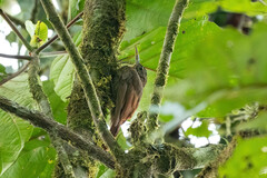 Xiphorhynchus ocellatus chunchotambo