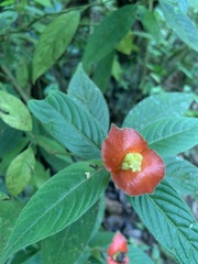 Palicourea tomentosa