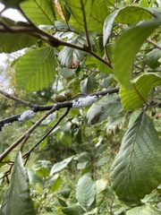 Prociphilus tessellatus