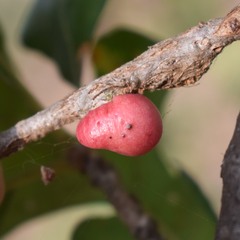 Andricus quercuscalifornicus