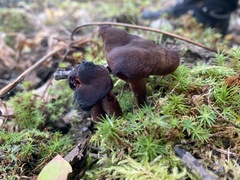 Gyromitra infula