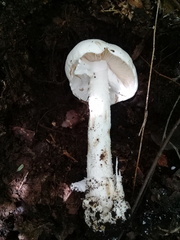 Phalloideae