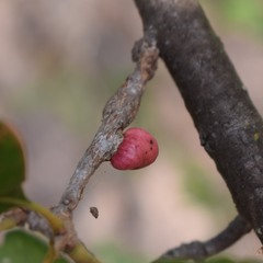 Andricus quercuscalifornicus