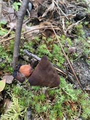 Gyromitra infula