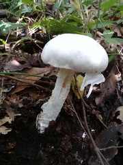 Phalloideae