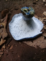 Hypomyces lateritius