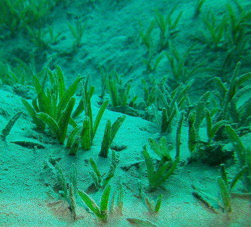 Cymodocea serrulata iNat (2)