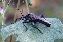 Pachylis neocalifornicus
