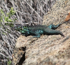 Liolaemus zapallarensis