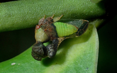 Lycoderides elephantus