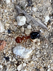 Crematogaster laeviuscula