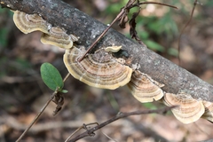 Trametes versicolor